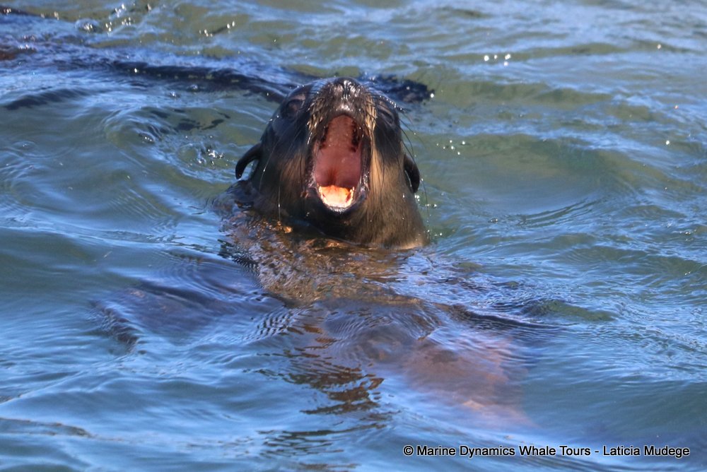 cape fur seal, whale watching, gansbaai, south africa