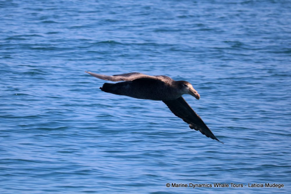 giant petrel, whale watching, gansbaai, south africa,