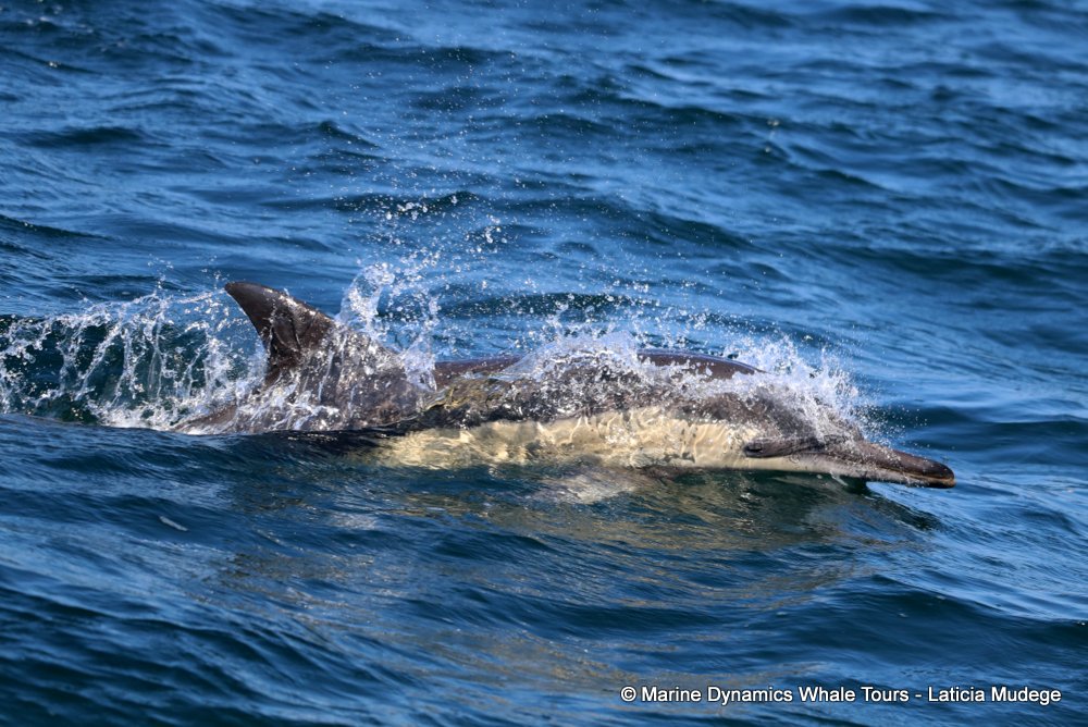 common dolphin, whale watching, gansbaai, south africa