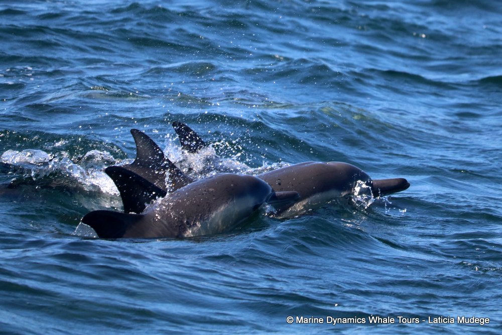 common Dolphin, whale watching, gansbaai, south africa