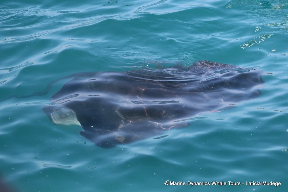 Stingray, whale watching, gansbaai, south africa,