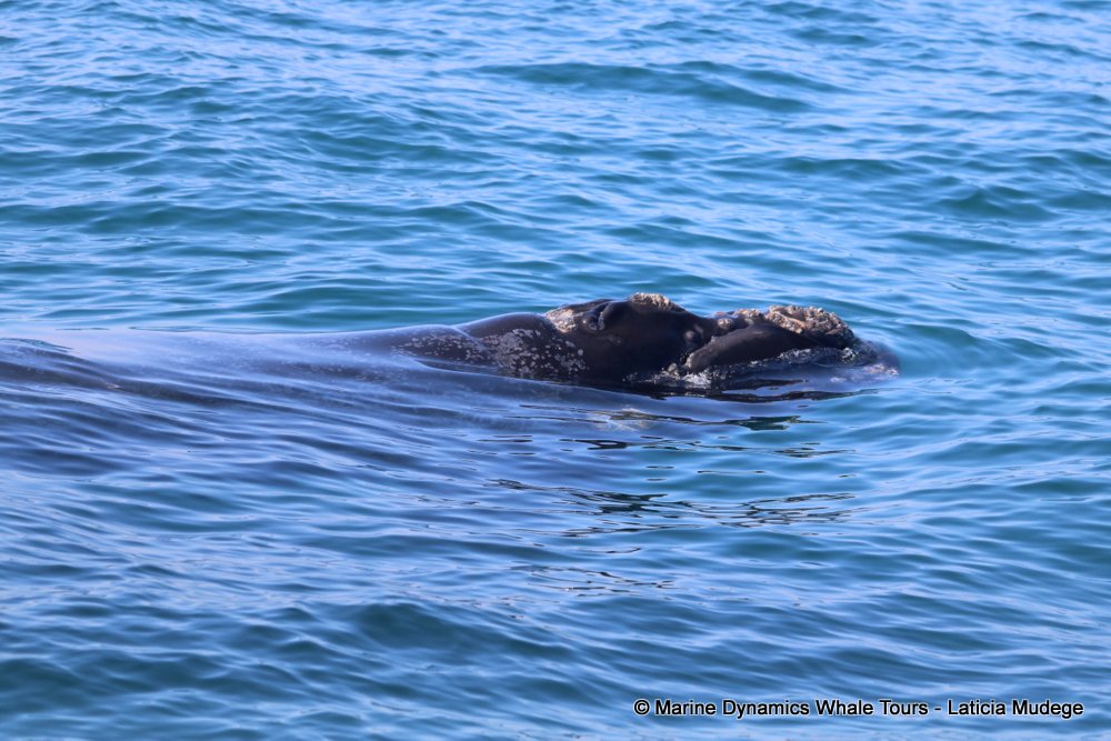 Southern right whale, whale watching, gansbaai, south africa,