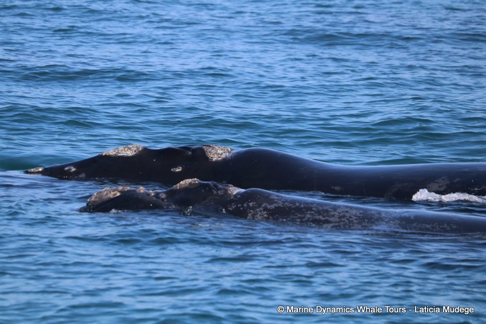 Southern right whale, whale watching, gansbaai, south africa,