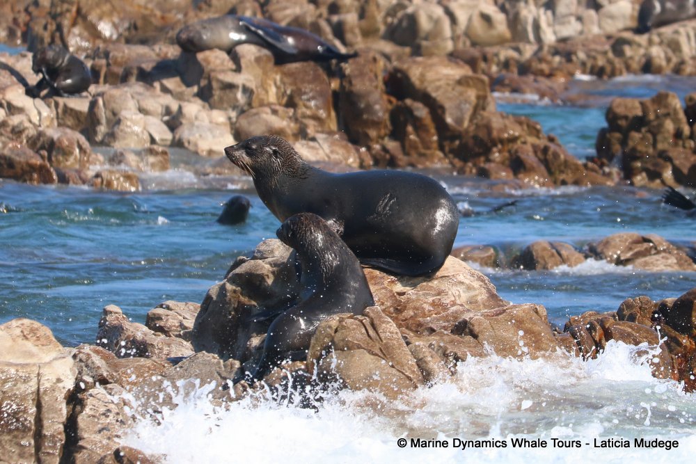 cape fur seal, whale watching, gansbaai, south africa