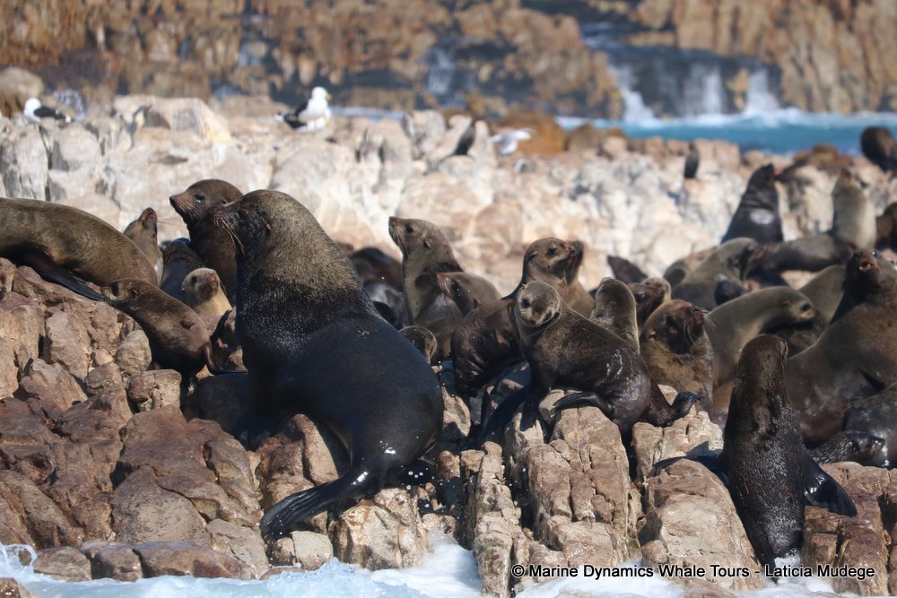 cape fur seal, whale watching, gansbaai, south africa