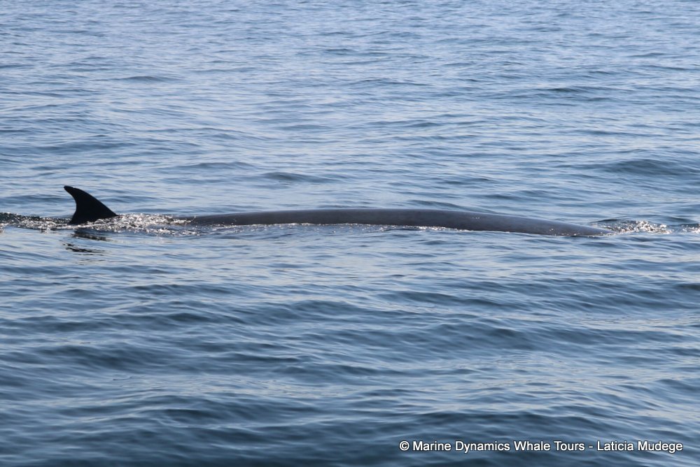 bryde's whale, whale watching, gansbaai, south africa,