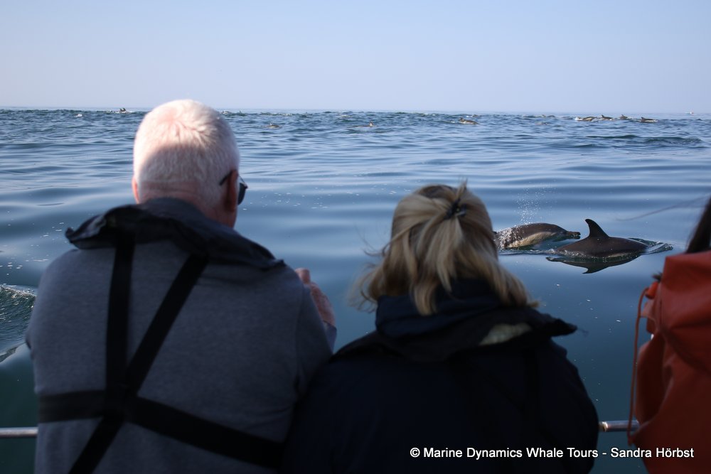 dolphin, whale watching, gansbaai, south africa,
