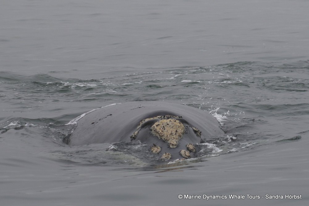 Southern right whale, whale watching, gansbaai, south africa,