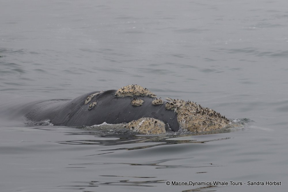 Marine Big 5 Daily Blog 09 September