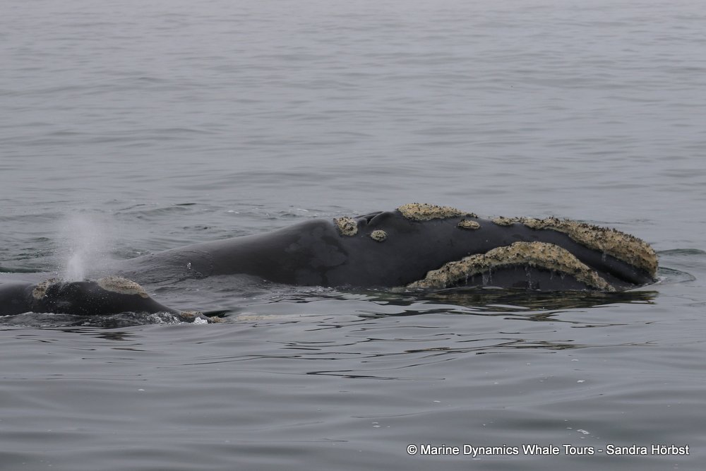 Southern right whale, whale watching, gansbaai, south africa,
