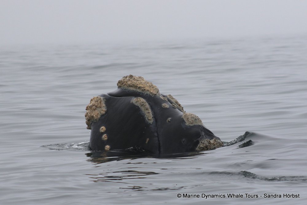 Southern right whale, whale watching, gansbaai, south africa,