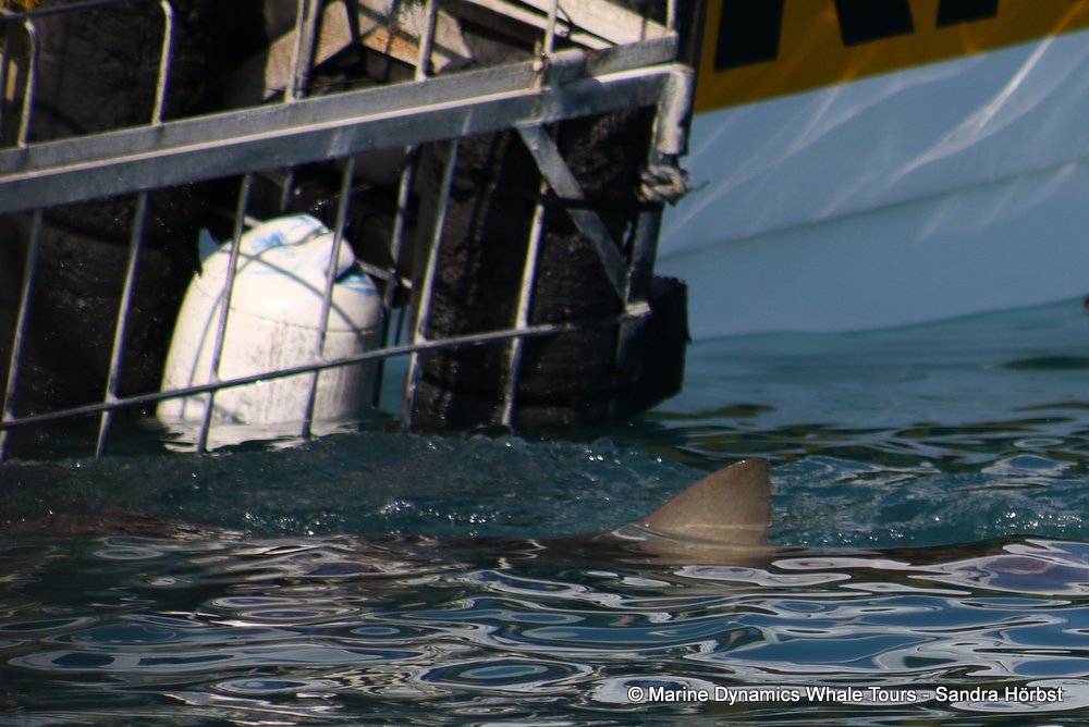 shark dorsal fin, whale watching, gansbaai, south africa,