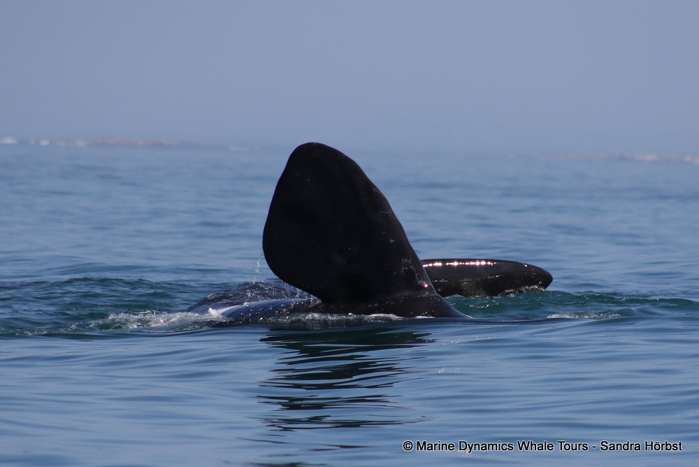 Southern right whale, whale watching, gansbaai, south africa,