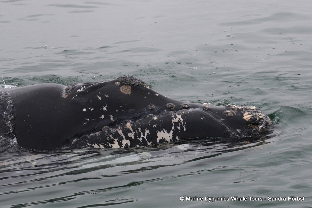 Southern right whale, whale watching, gansbaai, south africa,