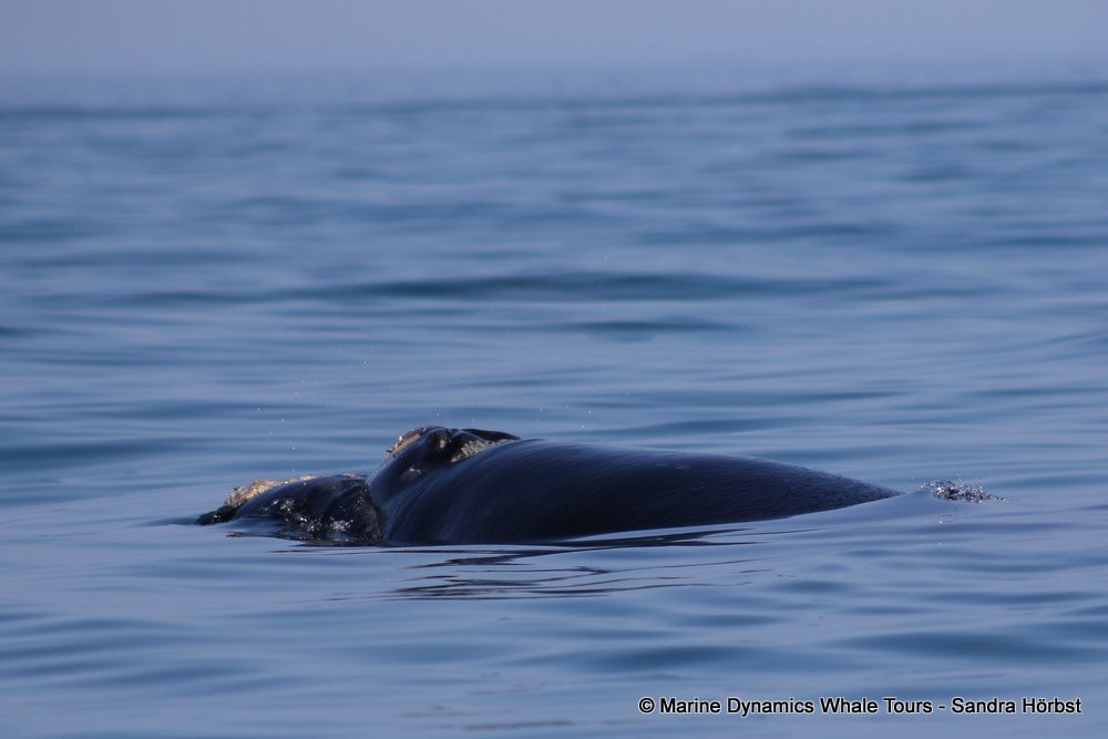 Southern right whale, whale watching, gansbaai, south africa,
