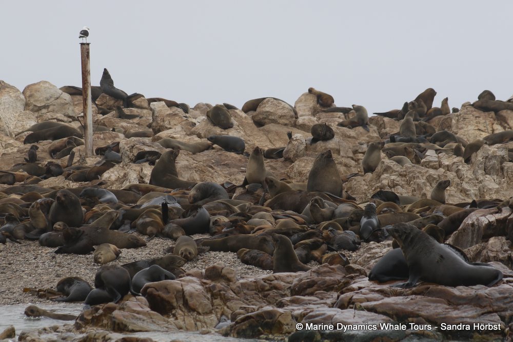 cape fur seal, whale watching, gansbaai, south africa