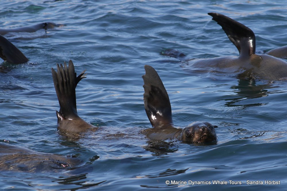 cape fur seal, whale watching, gansbaai, south africa