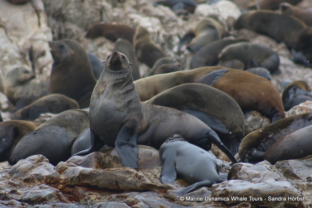 cape fur seal, whale watching, gansbaai, south africa