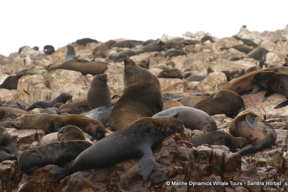 cape fur seal, whale watching, gansbaai, south africa