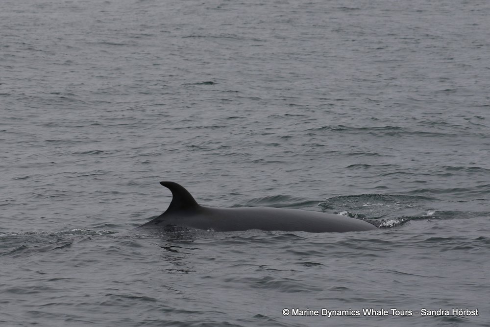 bryde's whale, whale watching, gansbaai, south africa,