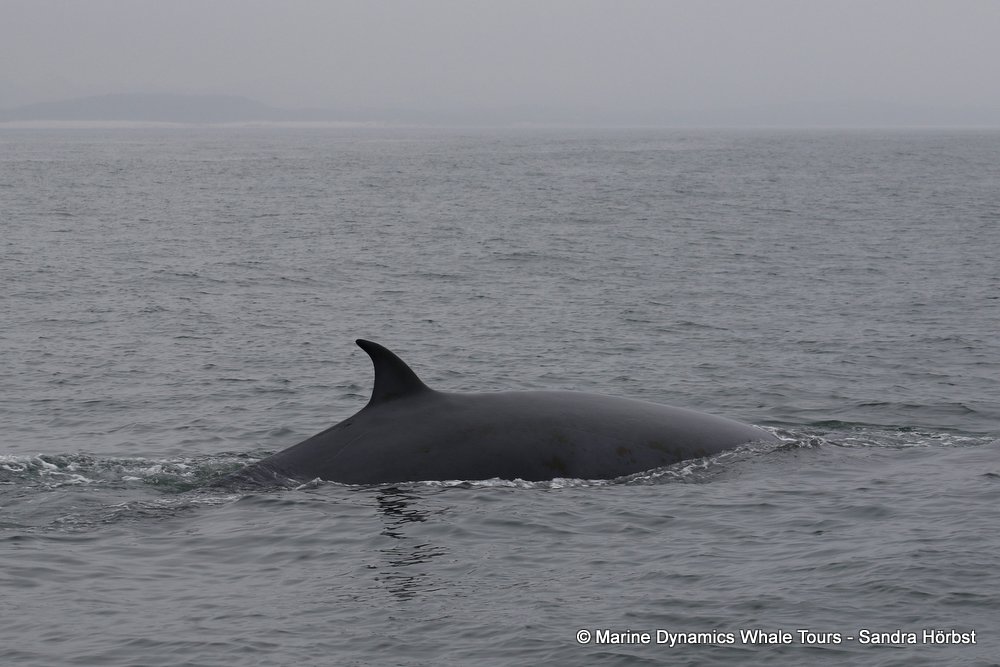 bryde's whale, whale watching, gansbaai, south africa,