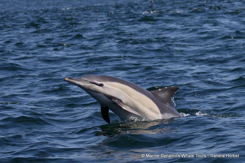 Marine Big 5 Daily Blog 08 September