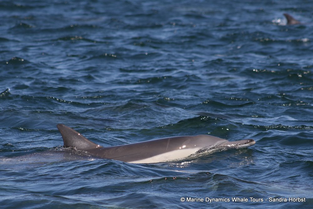 dolphin, whale watching, gansbaai, south africa,