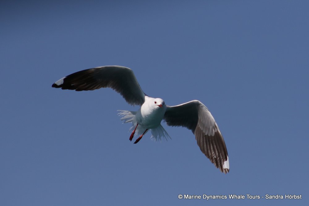gull, whale watching, gansbaai, south africa,