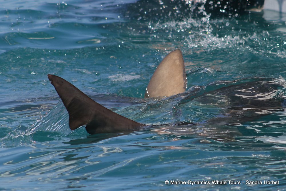 shark dorsal fin, whale watching, gansbaai, south africa,