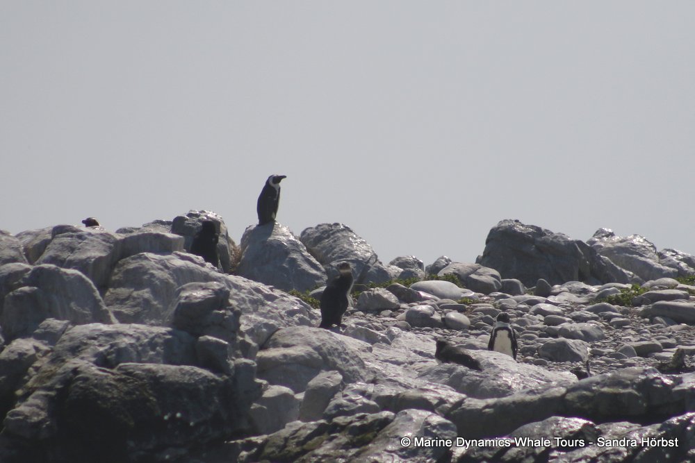 penguins, whale watching, gansbaai, south africa,