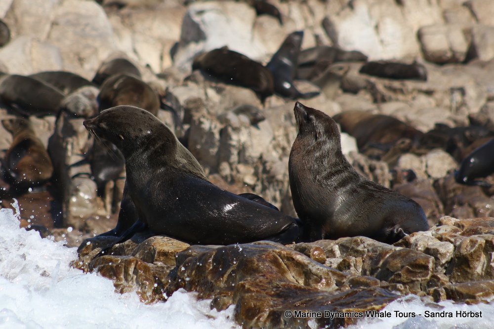 cape fur seal, whale watching, gansbaai, south africa