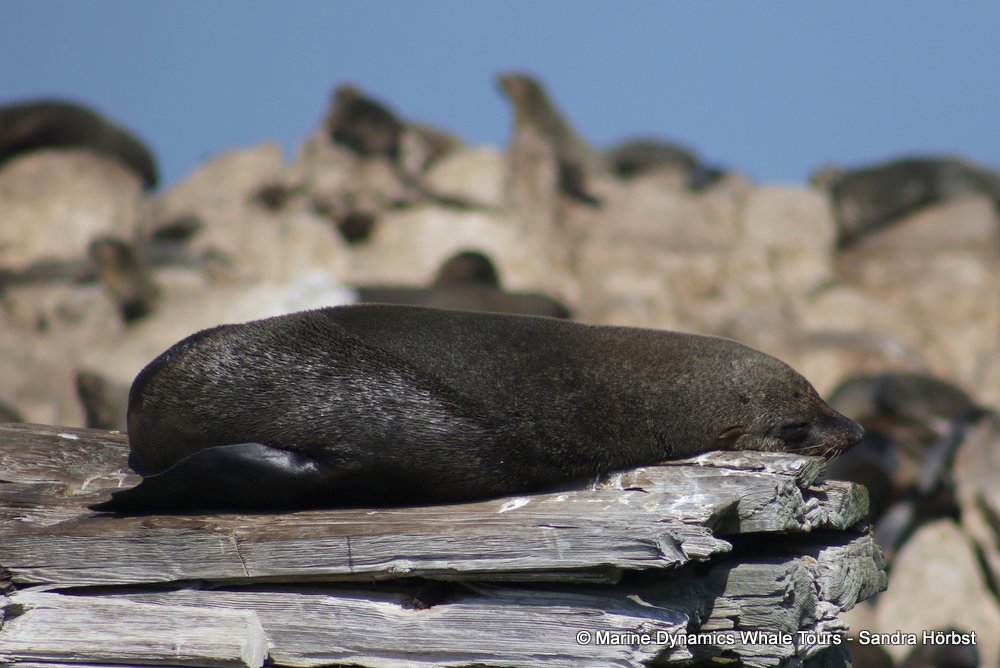 cape fur seal, whale watching, gansbaai, south africa