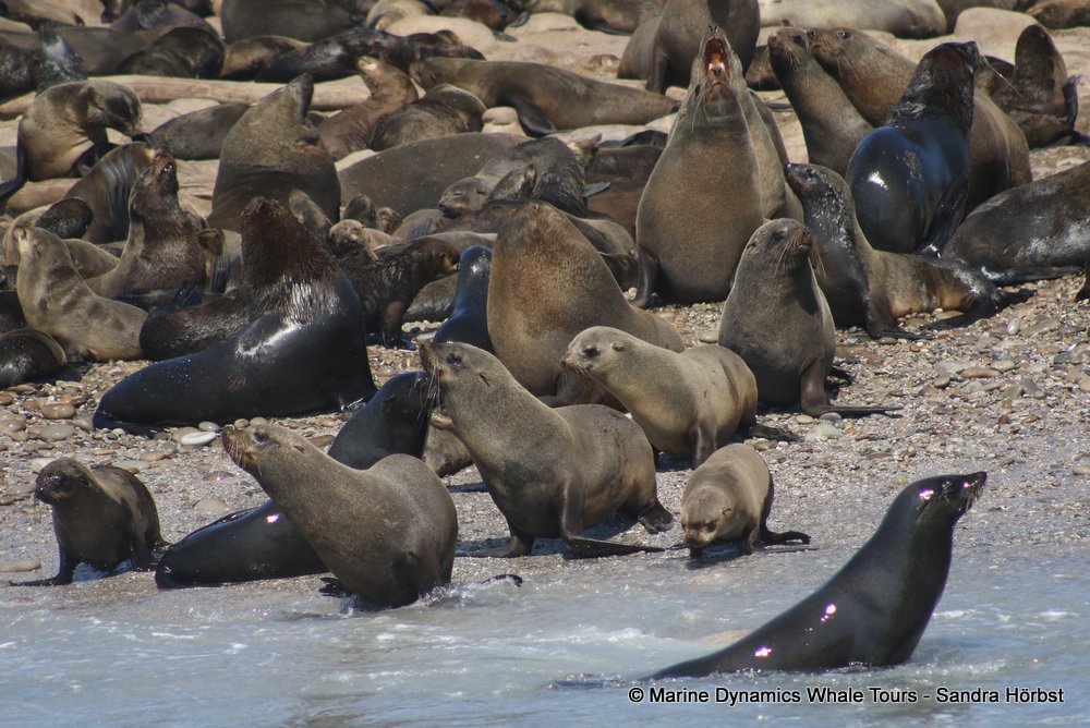 cape fur seal, whale watching, gansbaai, south africa