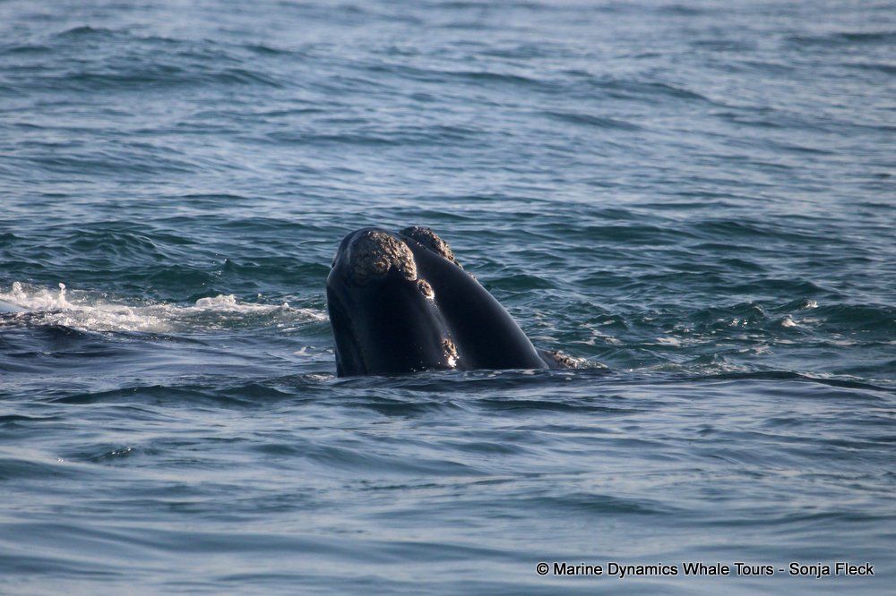 Southern right whale, whale watching, gansbaai, south africa,