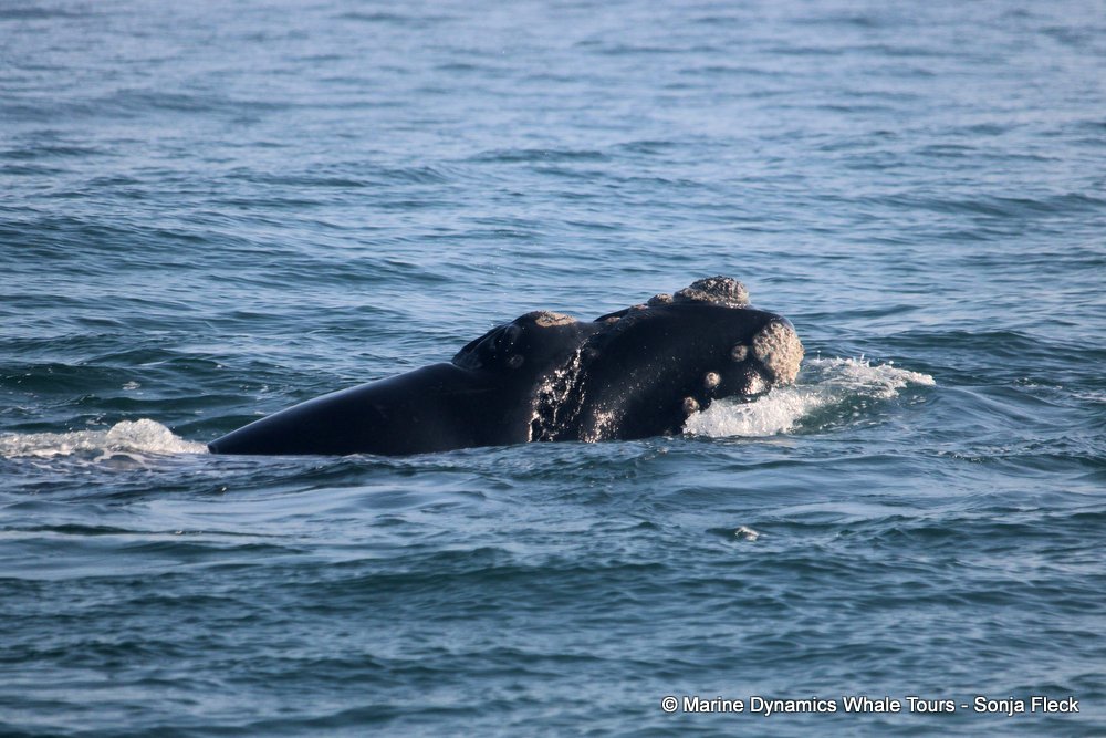 Southern right whale, whale watching, gansbaai, south africa,