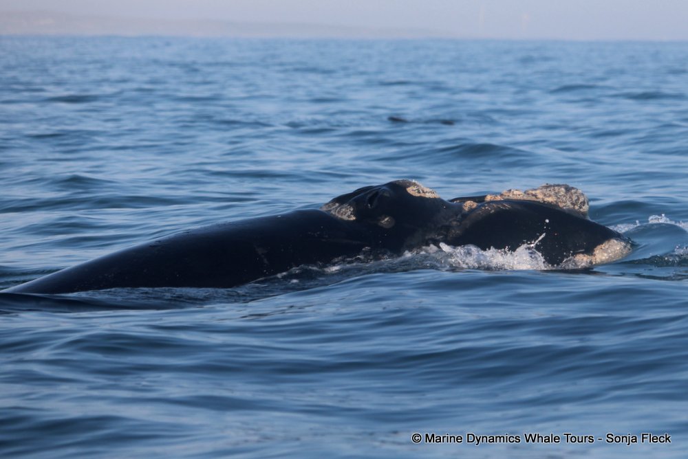 Southern right whale, whale watching, gansbaai, south africa,