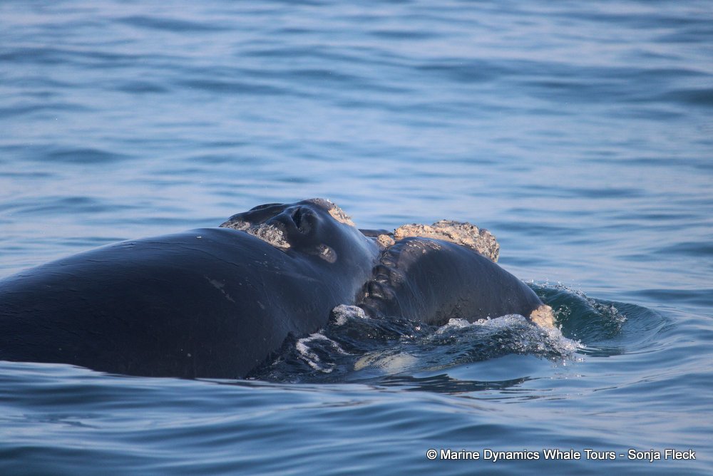 Southern right whale, whale watching, gansbaai, south africa,