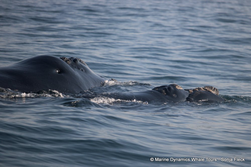 Southern right whale, whale watching, gansbaai, south africa,