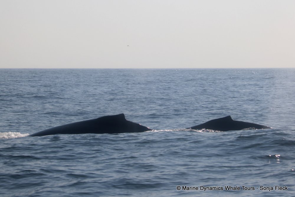 humpback whale, whale watching, gansbaai, south africa