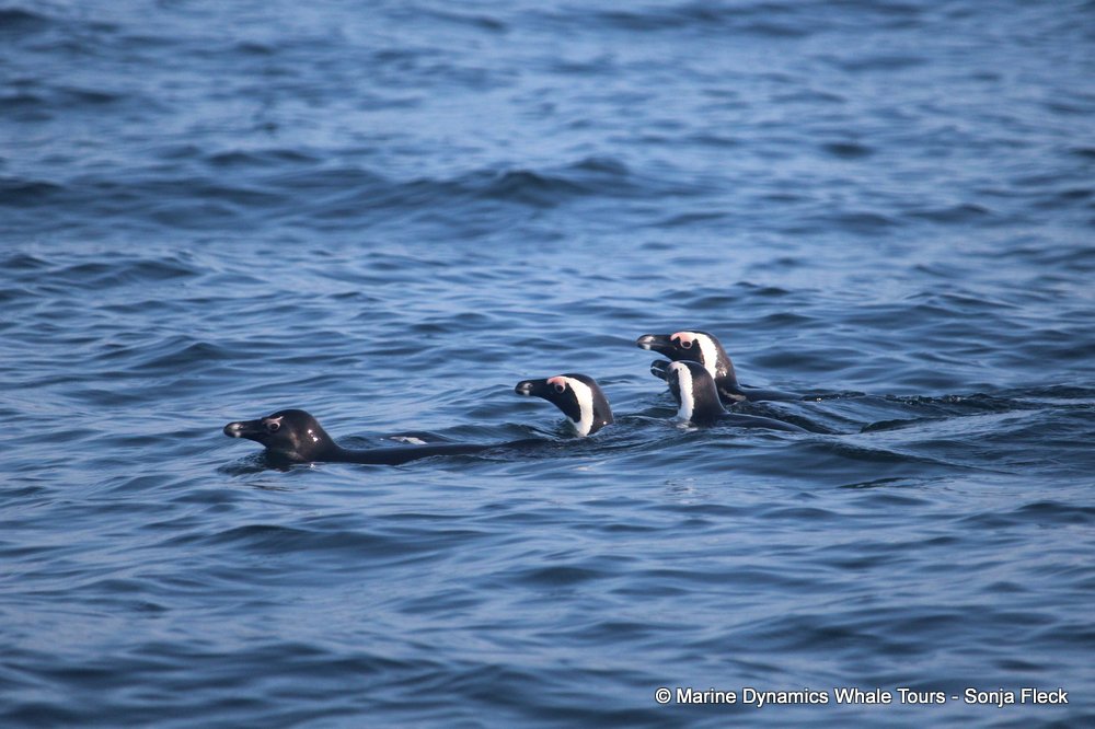 african penguin, whale watching, gansbaai, south africa