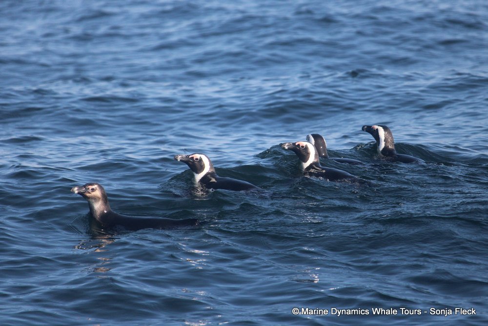 african penguin, whale watching, gansbaai, south africa