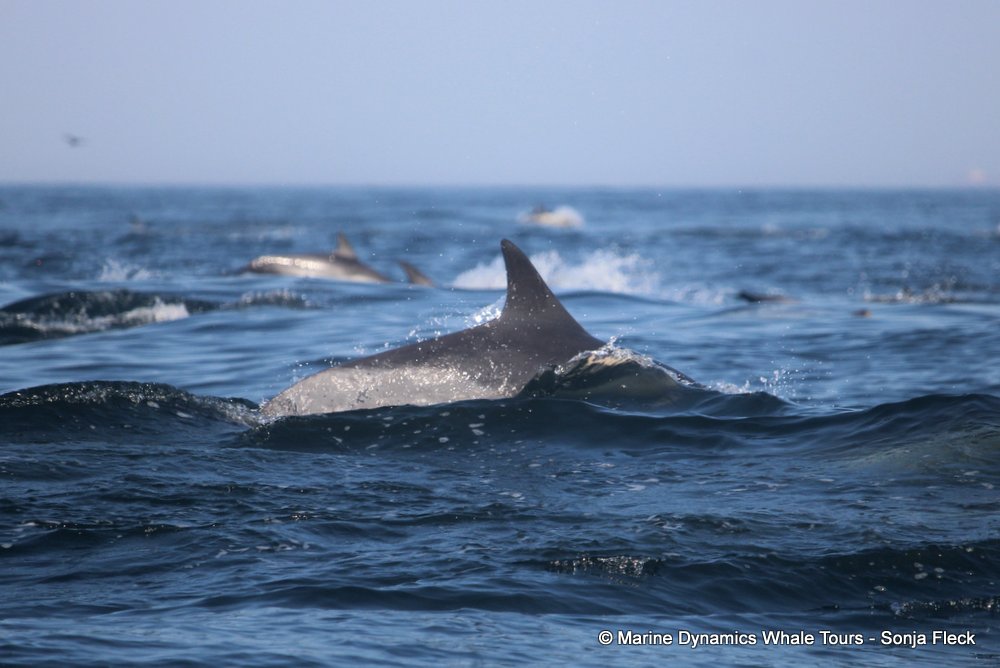 common dolphin, whale watching, gansbaai, south africa
