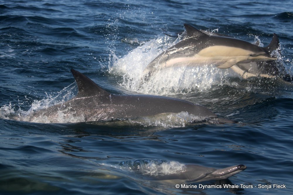 common dolphin, whale watching, gansbaai, south africa