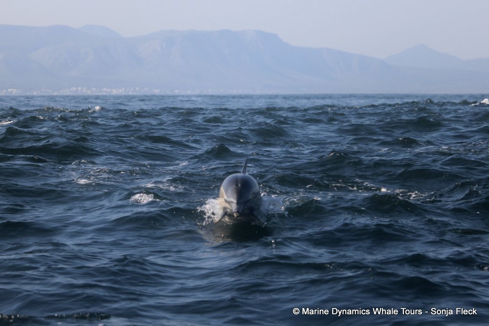 common dolphin, whale watching, gansbaai, south africa