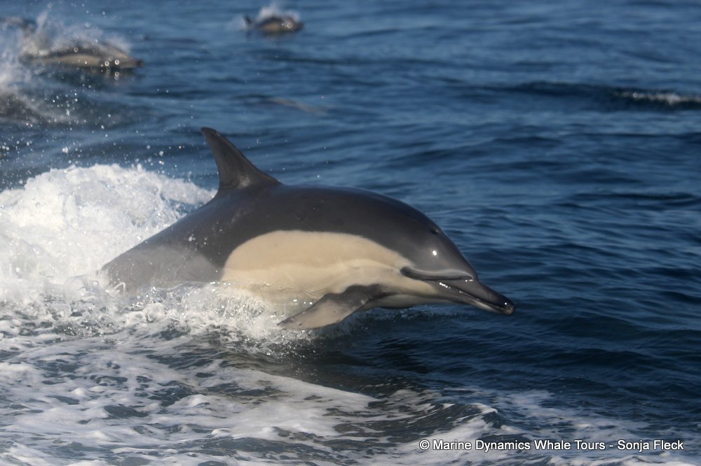 common dolphin, whale watching, gansbaai, south africa
