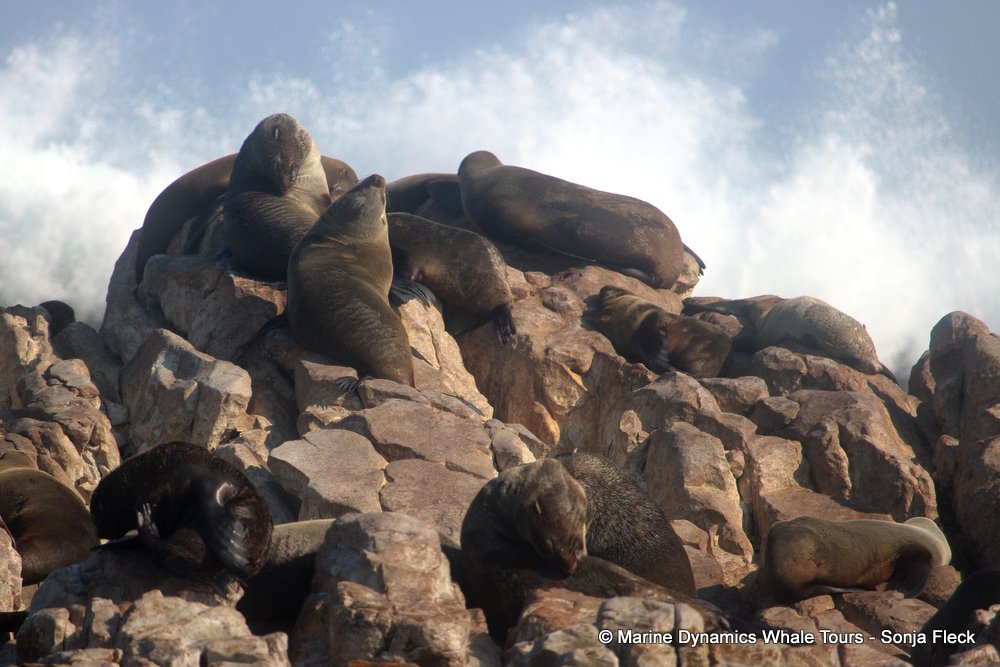 cape fur seal, whale watching, gansbaai, south africa