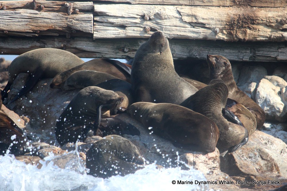 cape fur seal, whale watching, gansbaai, south africa