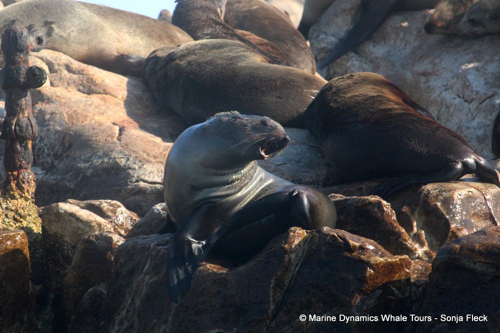 cape fur seal, whale watching, gansbaai, south africa