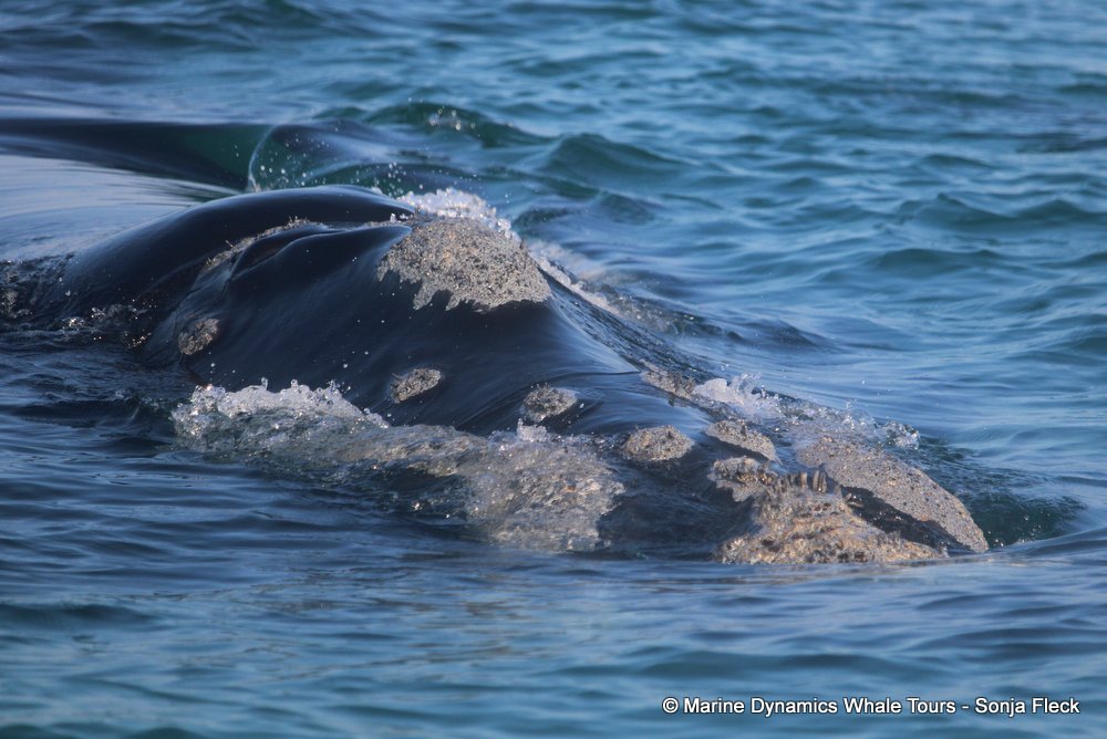 Southern Right whale, whale watching, gansbaai, south africa