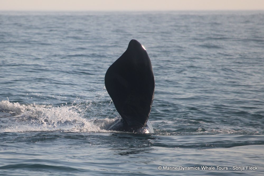 Southern Right whale, whale watching, gansbaai, south africa